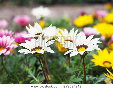 Colorful Treasureflower (gazania) At Flowerbed In The Garden.