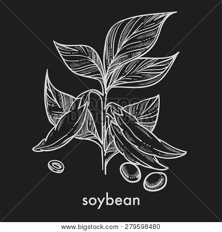 Soybean Grains On Stem With Leaves Monochrome Sketch.