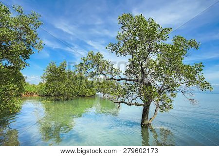 Tree In The Sea With Cloudy Blue Sky Background, Koh Chang, Trad Province, Thailand.