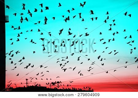 Groups Of Birds Flying Above Roof At Sunset On Moon Background. Birds Silhouettes Above Building Sil