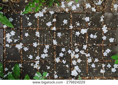 White Flowers Petals Of Viburnum Tree Falling On Paving Slabs, Outdoor Natural Pattern, Stock Photo 