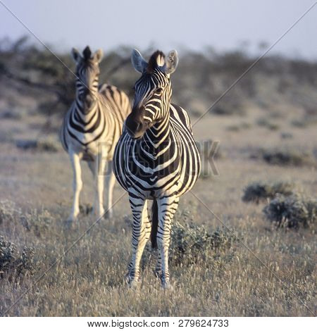 Plains Zebra, (equus Burchellii), Africa, Namibia, Oshikoto, Etosha National Park