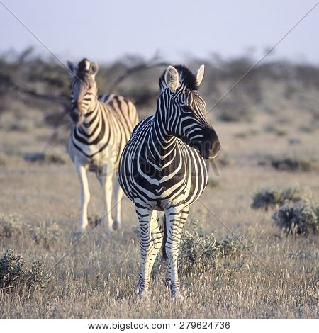 Plains Zebra, (equus Burchellii), Africa, Namibia, Oshikoto, Etosha National Park