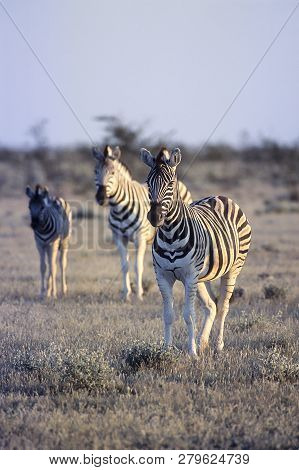 Plains Zebra, (equus Burchellii), Africa, Namibia, Oshikoto, Etosha National Park