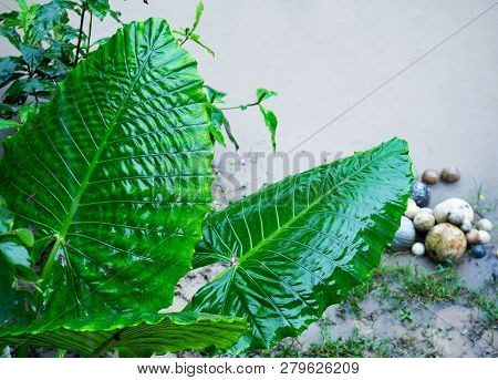 Elephant Ear (alocasia Odora) After Rain, Top View. Huge Tropical Wet Leaves