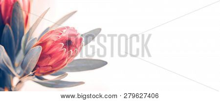Protea flowers bunch. Blooming Pink King Protea Plant over grey background. Extreme closeup. Holiday gift, bouquet, buds. One Beautiful fashion flower macro shot. Valentine's Day gift