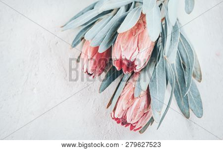 Protea flowers bunch. Blooming Pink King Protea Plant over grey background. Extreme closeup. Holiday gift, bouquet, buds. One Beautiful fashion flower macro shot. Valentine's Day gift