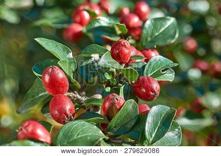 Ripe Red Cornelian Cherries Called Also Cornel Or Dogwood On The Branch