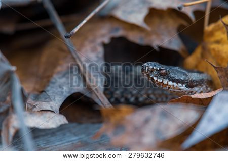 Grass Snake Natrix Natrix Close-up Europe,czech Republic