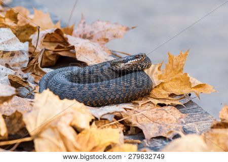 Grass Snake Natrix Natrix Close-up Europe,czech Republic