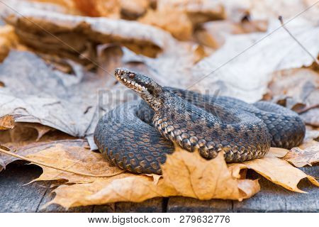 Grass Snake Natrix Natrix Close-up Europe,czech Republic