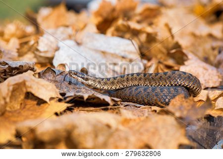 Grass Snake Natrix Natrix Close-up Europe,czech Republic