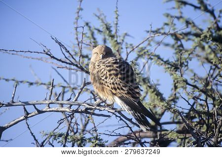 Greater Kestrel, (falco Rupicoloides), Africa, Namibia, Oshikoto, Etosha National Park