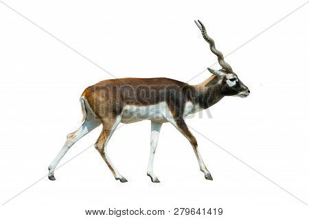 Black Buck Antelope Walking Isolated Over A White Background