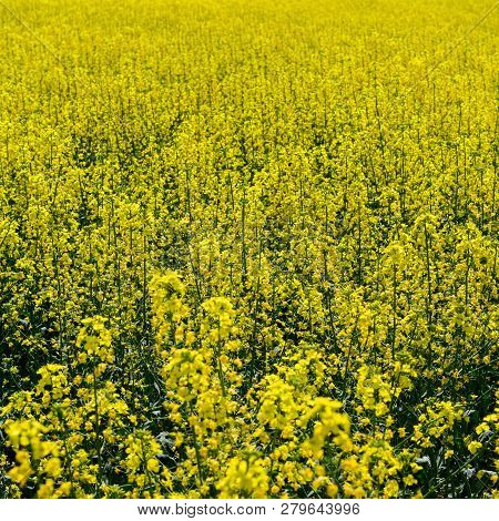 Rapeseed Field. Background Of Rape Blossoms. Flowering Rape On T