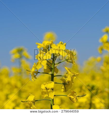 Rapeseed Field. Yellow Rape Flowers, Field Landscape. Blue Sky A