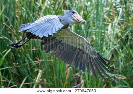 The Shoebill , Balaeniceps Rex, Also Known As Whalehead, Is A Very Large Stork-like Bird. It Derives