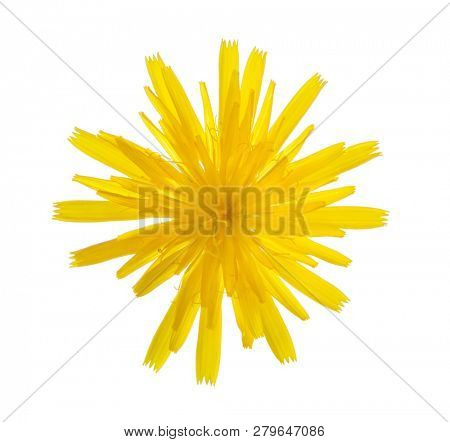 Autumn Hawkbit  (Scorzoneroides Autumnalis) isolated on white background.