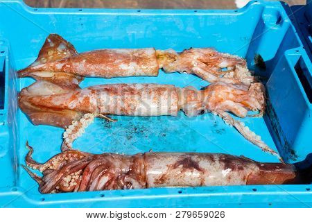 Container With Catch Squids Sea Delicacies, Blanes
