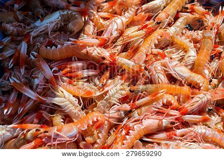 Blue Plastic Containers With Catch Of Sea Shrimps