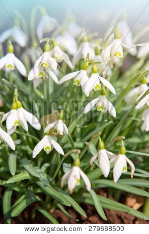 White Snowdrop Flowers And Sunshine. Spring Background.
