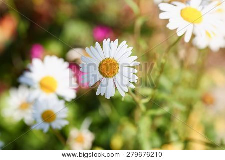 White Yellow Cammomile On Green Grass Meadow