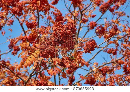 A Branch Of Autumnal Rowan Tree Close-up. Bunch Of Red Ripe Rowan Berries, Rowanberry Fruit