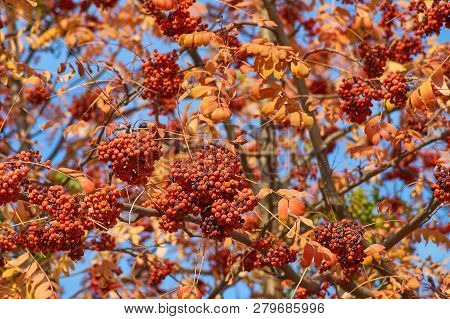 A Branch Of Autumnal Rowan Tree Close-up. Bunch Of Red Ripe Rowan Berries, Rowanberry Fruit
