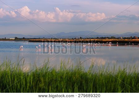 Wild Flamingos On A Salt Lake Near The City Of Cervia In Italy (parco Della Salina Di Cervia)