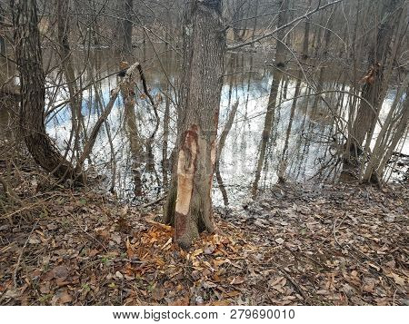 Beaver Bite Marks On Tree Trunk And Water And Trees In Forest In Wetland Area