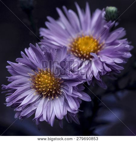 A Couple Of Beautiful Purple Flowers On A Flower Bed In Late Autumn