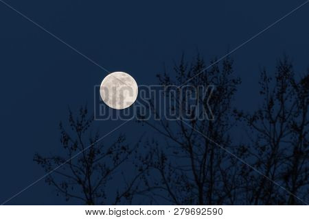 Full Moon Behind Naked Tree Branches In A Cold Winter Night. Astronomy, Season, Nature And Mood Conc