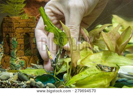 The Cutting Tongs Old A Aquarium Plant