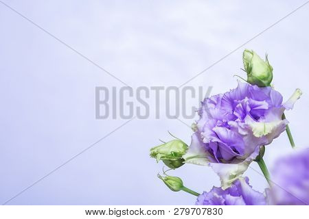 Bunch Of Blue Eustoma On Gentle Blue Background Wiht Copy Space. Floral Greeting Card With Blue Sky 