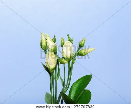 White Blouming Eustoma Flowers On A Light Blue Background With Copy Space. Delicate Flowers.