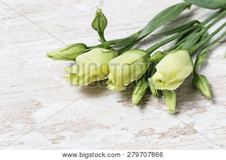 Fresh White Flowers Eustoma On Wooden Background With Copy Space. Young Tender Flower Buds.