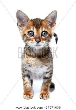 Kotě bengálského plemene. Věk - 1 měsíc