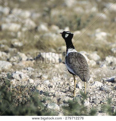Northern Black Korhaan, (eupodotis Afroides), Africa, Namibia, Oshikoto, Etosha National Park