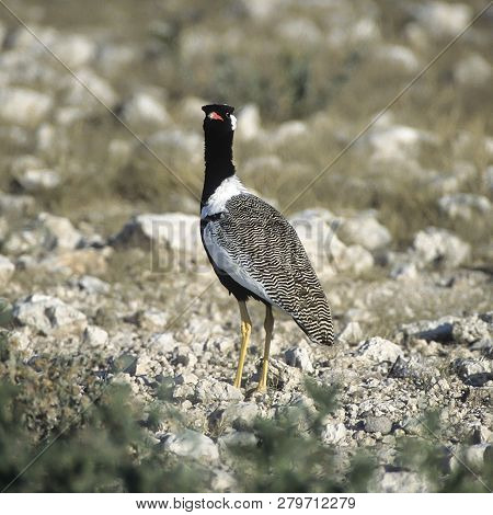 Northern Black Korhaan, (eupodotis Afroides), Africa, Namibia, Oshikoto, Etosha National Park