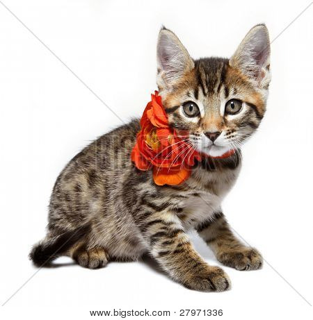 Kotě daného plemene Metis (Bengálsko + Maine Coon). Věk - 2 měsíce.