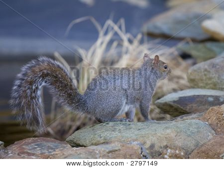 Bushytail