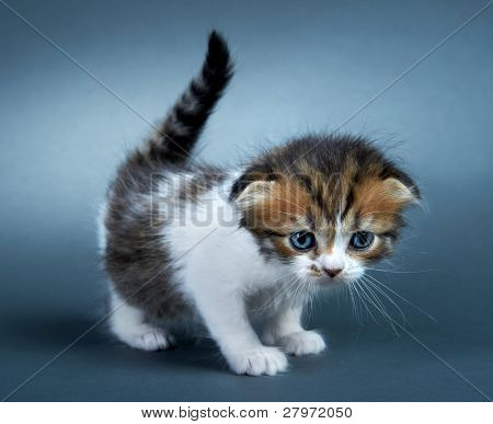 Kotě britské plemeno. Věk - 1 měsíc