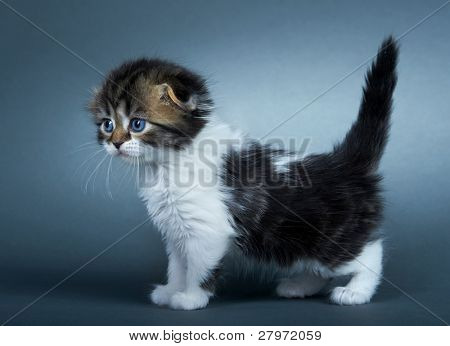 Kotě britské plemeno. Věk - 1 měsíc