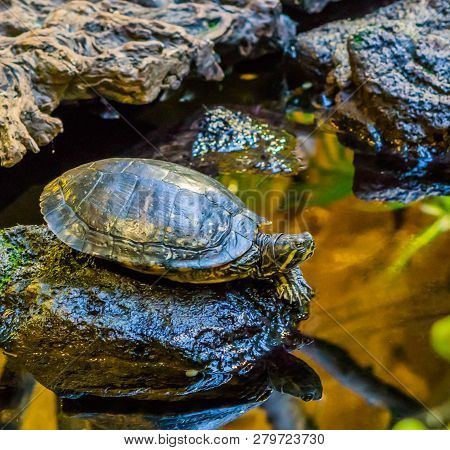 Closeup Of A Cumberland Slider Turtle On A Rock At The Water Side, Popular Pet From The Rivers Of Am