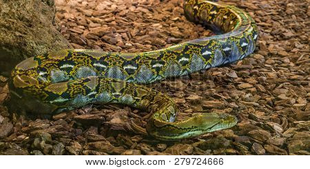 Brown And Yellow Reticulated Python Crawling Over The Ground, Popular Big Snake From Asia
