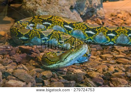 Yellow And Brown Reticulated Python Creeping Over The Floor, Snake Head In Closeup, Popular Serpent 
