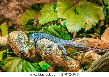 Blue Spotted Tree Monitor On A Branch In Closeup, Endangered Lizard From The Island Of Batanta In In