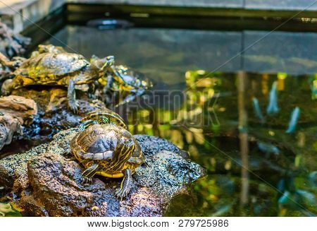 Cute Yellow Bellied Slider Turtle Sitting On A Rock At The Water Side, Popular Reptile Pet From Amer