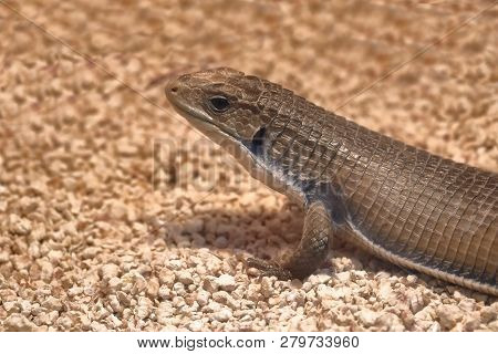 Gerrosaurus - African Giant Lizard (gerrhosaurus Major)