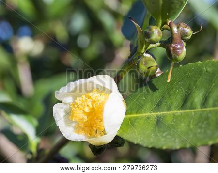 Closeup Of Green Branch Of Tea Tree Camelia Camellia Sinensis White And Yellow Flower Blossom, Selec